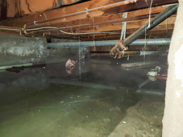 Best Mold removal after water damage  in Anaconda, MT